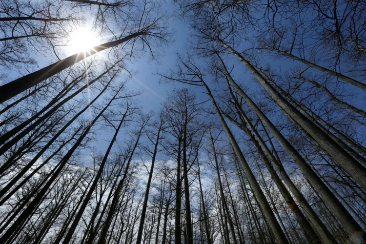 Judge orders federal logging project halted in Shawnee National Forest